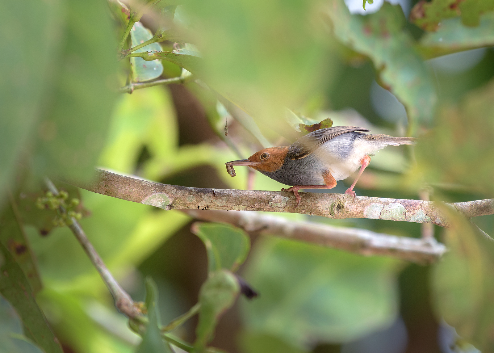 alun-alun-nikonian---part-14