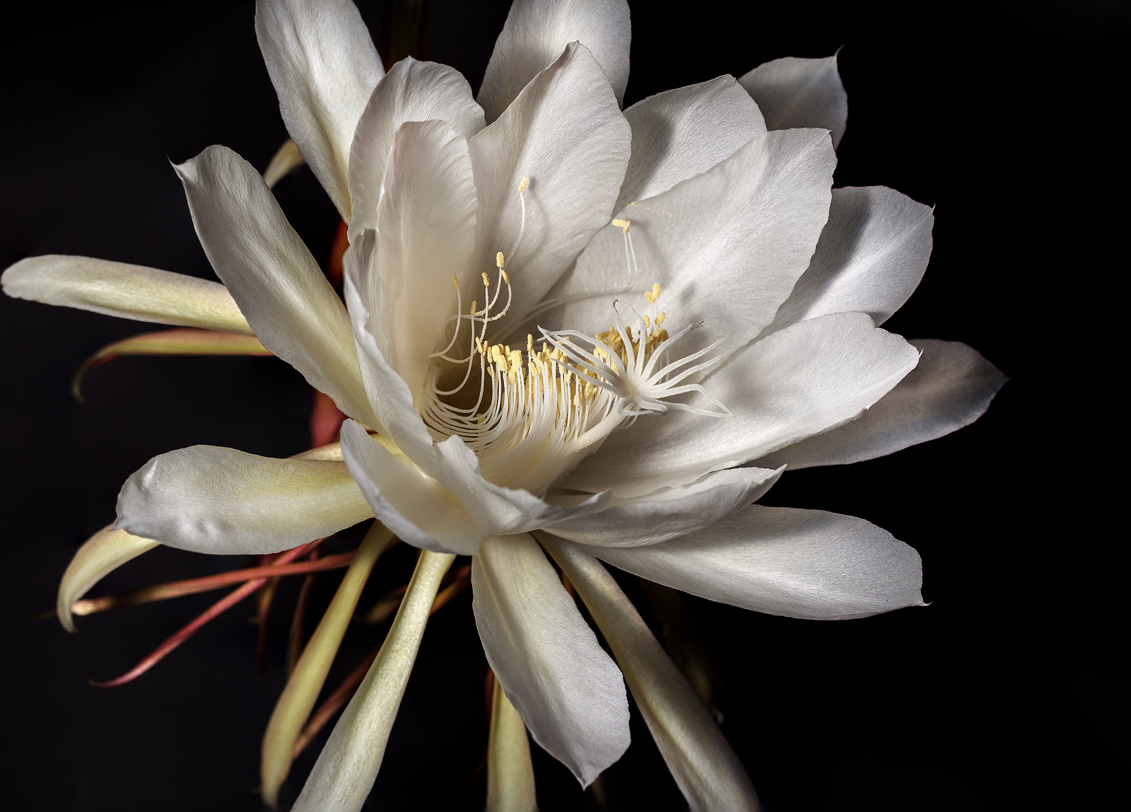 alun-alun-nikonian---part-14