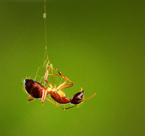 WOW, Foto Karya &quot;ANAK CIBINONG&quot; Ini Mendunia