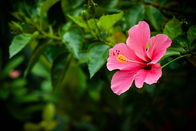 nongkrong-bareng-plants-photography-buat-yang-suka-foto-tetumbuhan