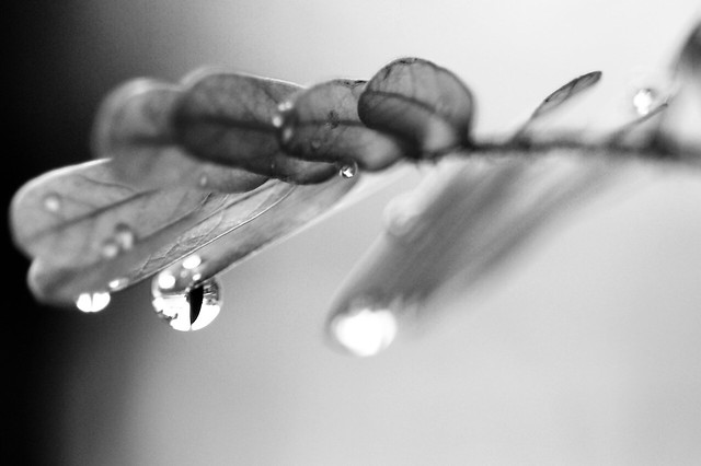 nongkrong-bareng-plants-photography-buat-yang-suka-foto-tetumbuhan