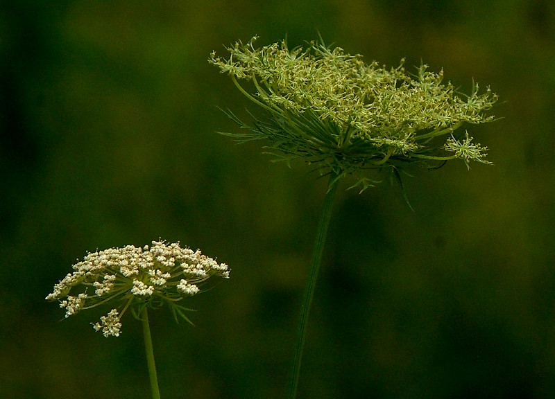 nongkrong-bareng-plants-photography-buat-yang-suka-foto-tetumbuhan