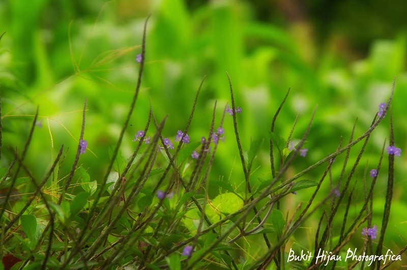 Nongkrong Bareng, PLANTS PHOTOGRAPHY. Buat yang suka foto tetumbuhan.