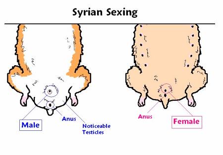 kaskus-image