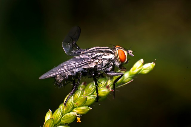 efek-blur-bokeh-pake-lensa-kit-standar-18-55mm-is