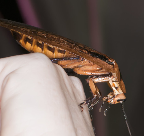 Blaberus Giganteus, Inilah Spesies Kecoa Terbesar Didunia