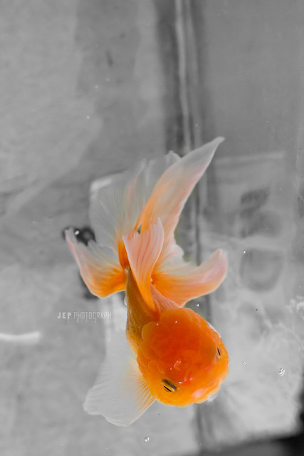 &#91;Karnaval Karya&#93; ini kumpulan fotografi hasil jepret ane