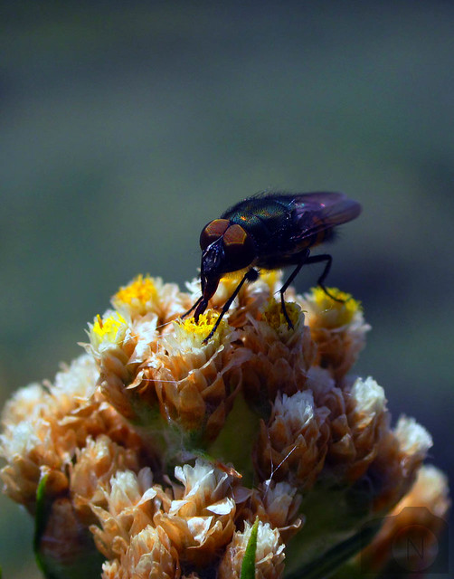 nongkrong-bareng-macro-micro-photography---part-1