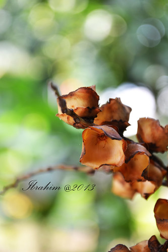 alun-alun-nikonian---part-12