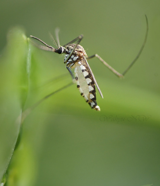 nongkrong-bareng-macro-micro-photography---part-1