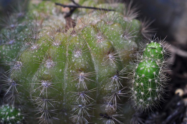 nongkrong-bareng-plants-photography-buat-yang-suka-foto-tetumbuhan