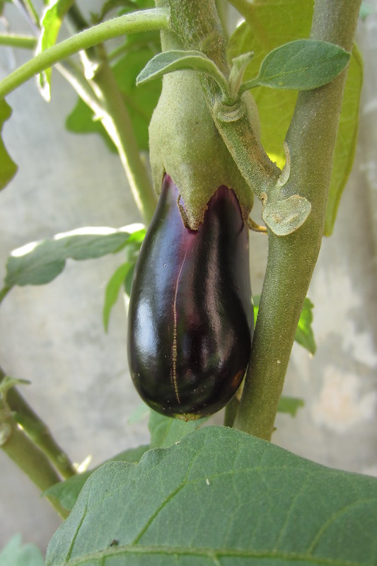 vegetable-lovers---official-thread---part-3