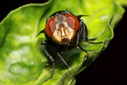 cara-mengambil-foto-macro-dengan-lensa-kit-terbalik