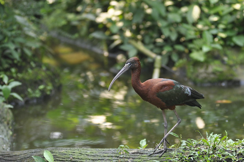 alun-alun-nikonian---part-13