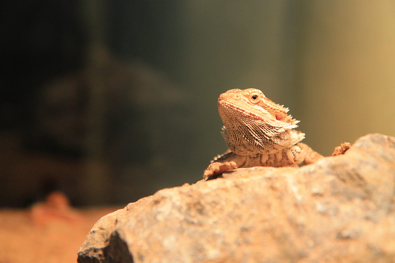 bearded-dragon