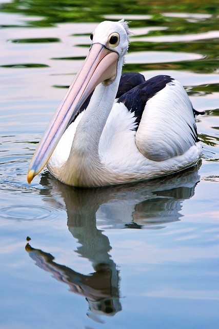 geoju-samseong-tempat-tinggal-samsung