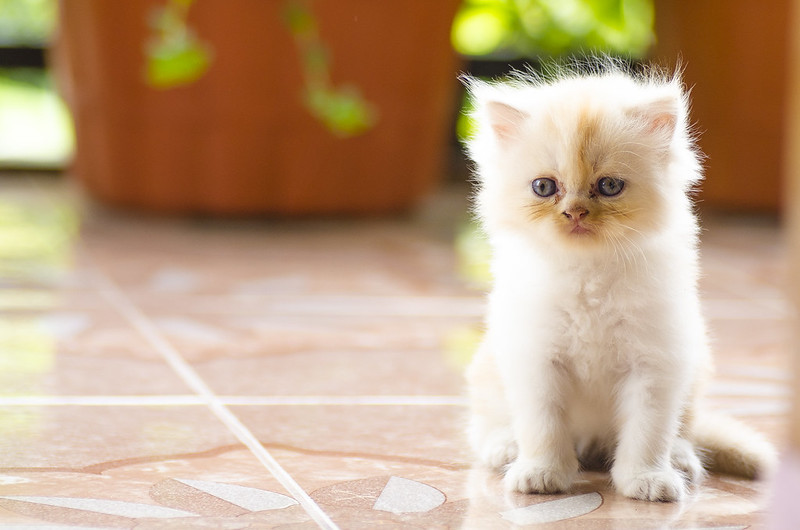 alun-alunnya-nikonian---part-12