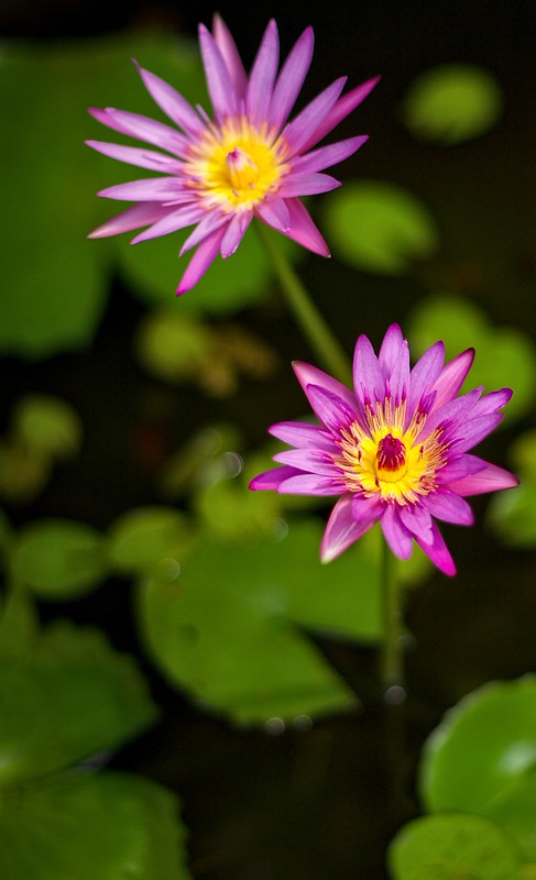 nongkrong-bareng-plants-photography-buat-yang-suka-foto-tetumbuhan