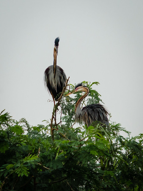 yang-birdwatcher-maen-kemari-gndd