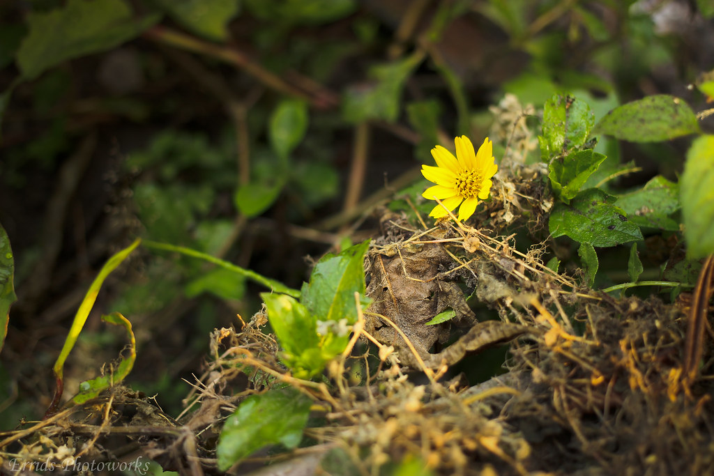 nongkrong-bareng-plants-photography-buat-yang-suka-foto-tetumbuhan