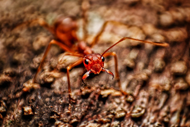 alun-alun-nikonian---part-13