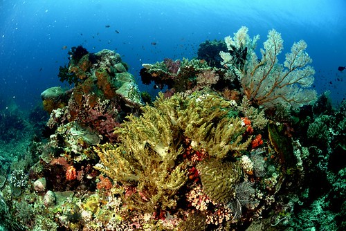 Sisi Lain Pulau Komodo