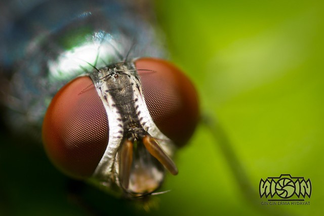 nongkrong-bareng-macro-micro-photography---part-1