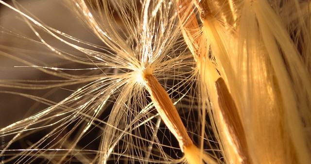 review-sekaligus-curhat-about-sony-dsc-h200