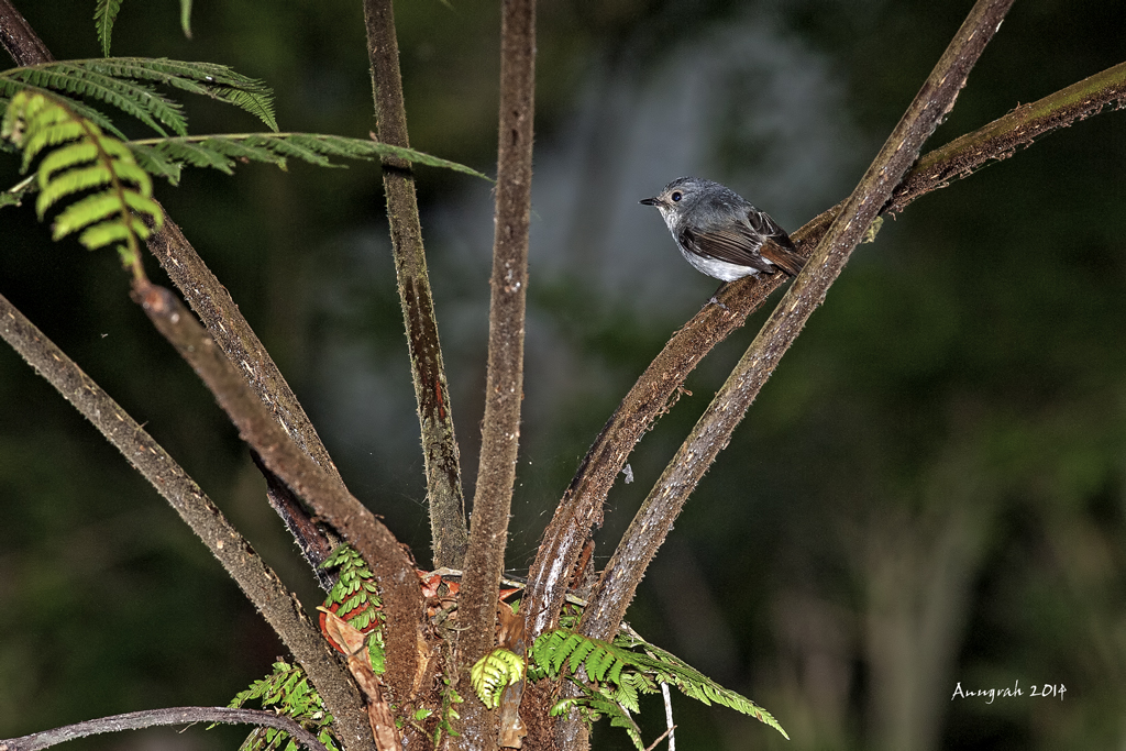 wildlife-fotografi