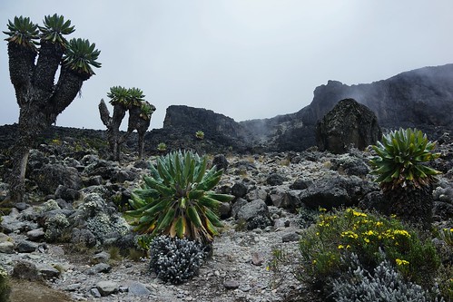 Mt. Kilimanjaro &amp; Mt. Kenya (2014)