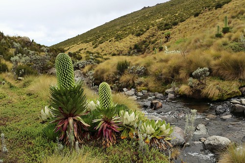 Mt. Kilimanjaro &amp; Mt. Kenya (2014)