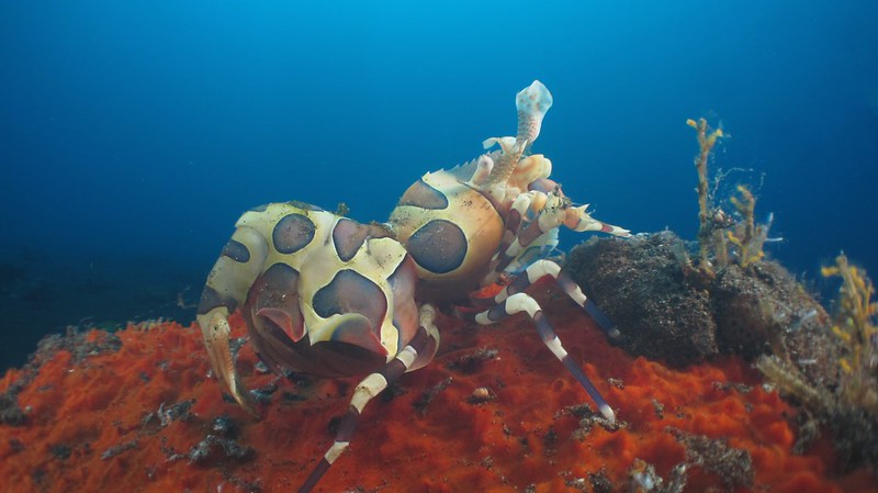 mengenal-scuba-diving