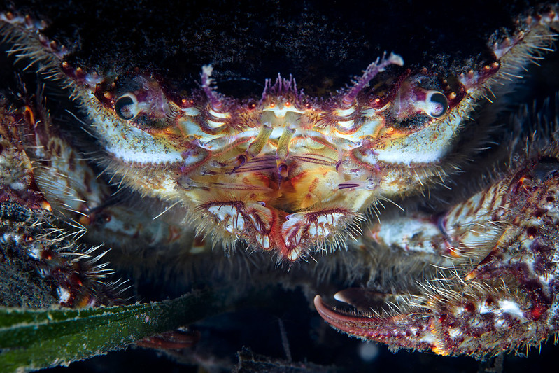 Foto menakjubkan makhluk hidup bawah laut