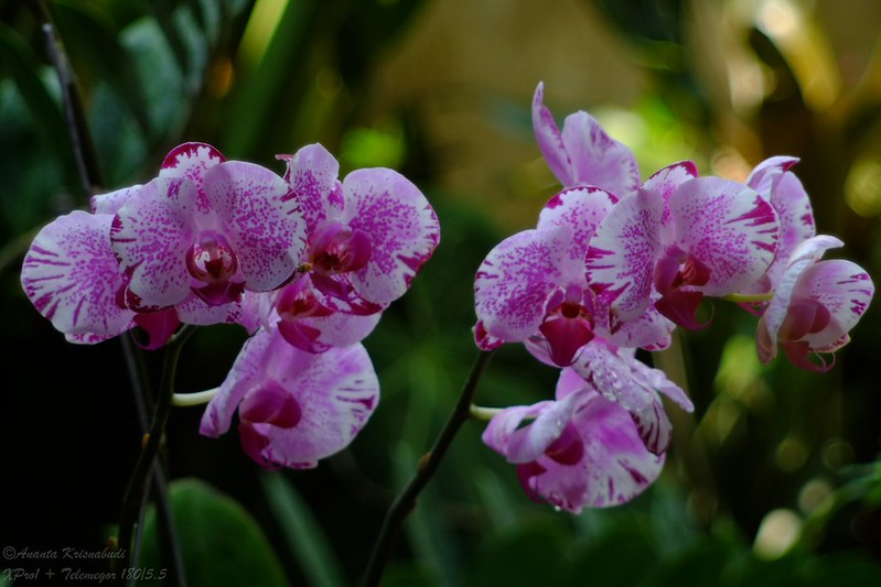 kavling-fujifilm---part-4