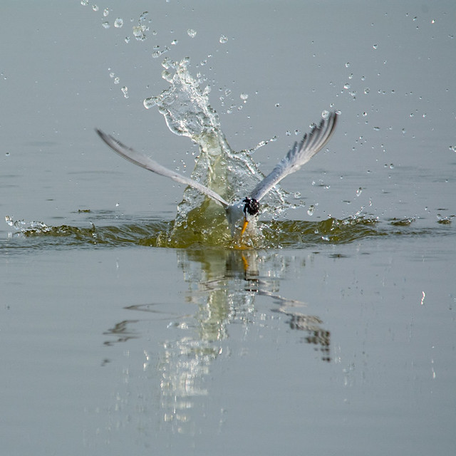 wildlife-fotografi