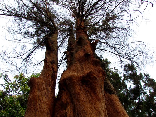 nongkrong-bareng-plants-photography-buat-yang-suka-foto-tetumbuhan