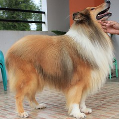 rough-collie-lovers