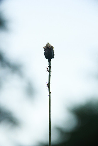 nongkrong-bareng-plants-photography-buat-yang-suka-foto-tetumbuhan