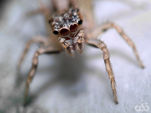 rumah-olympus---part-2