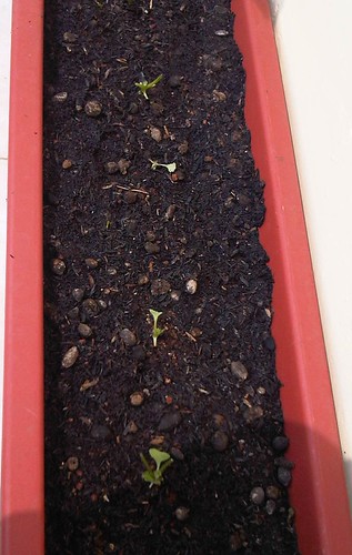 vegetable-lovers---official-thread---part-2