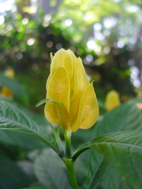 nongkrong-bareng-plants-photography-buat-yang-suka-foto-tetumbuhan