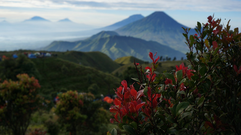 6 Tanaman Gunung yang Tak Kalah Cantik Dari Edelweiss