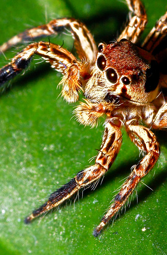 cara-mengambil-foto-macro-dengan-lensa-kit-terbalik