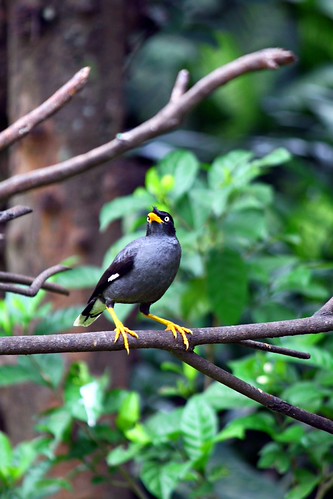 ada-yang-suka-birding