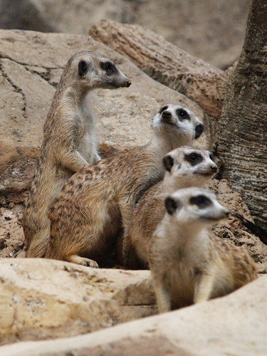 rumah-olympus---part-2