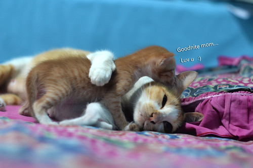 kucing-lokal-domestik-kampung