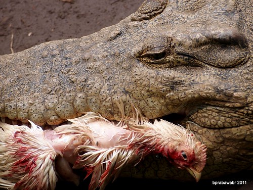 diskusi-tempat-untuk-pertanyaan2-dari-newbie-ver-201---part-5