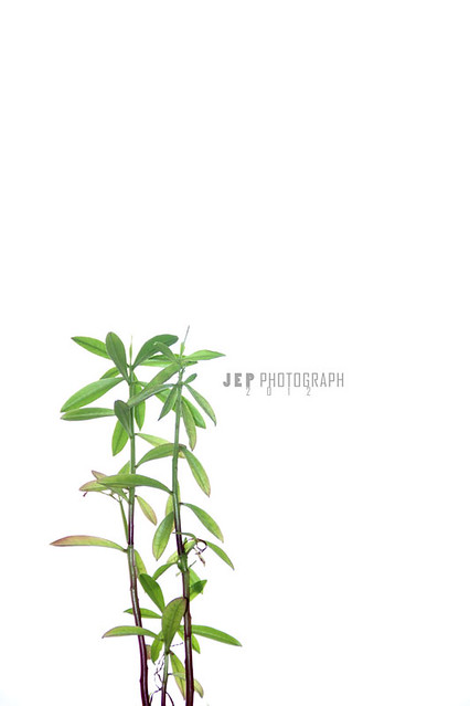 &#91;Karnaval Karya&#93; ini kumpulan fotografi hasil jepret ane