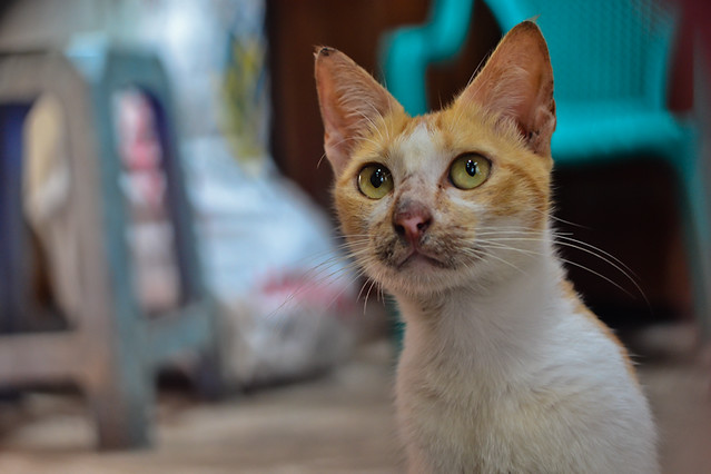 kucing-lokal-domestik-kampung