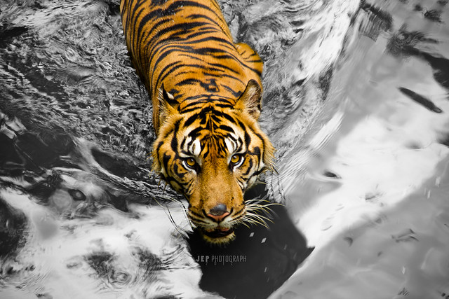 &#91;Karnaval Karya&#93; ini kumpulan fotografi hasil jepret ane